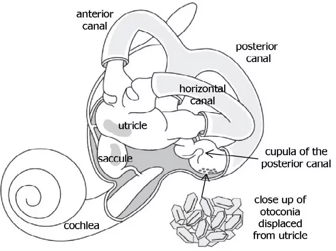 otoliti orecchio interno