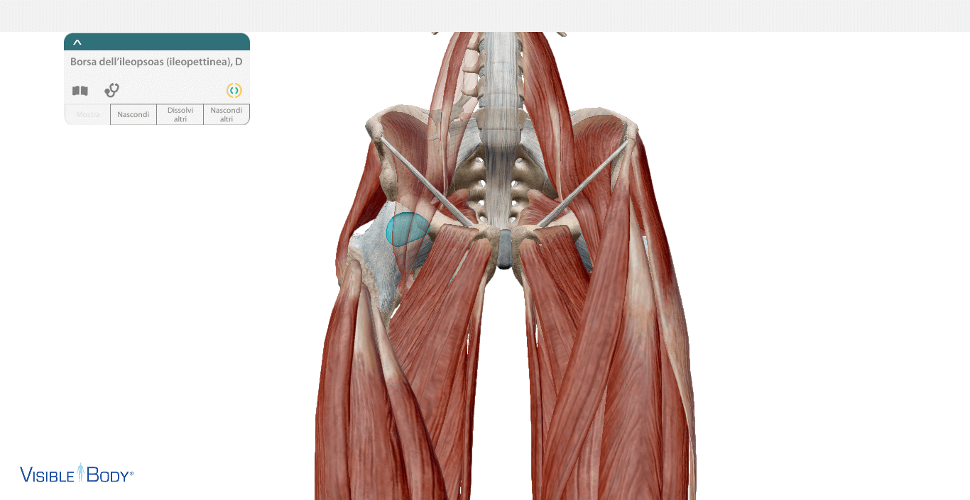 Borsa ileopettinea atlante anatomia