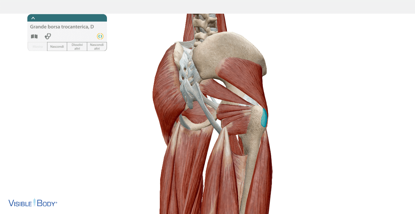 Borsa trocanterica atlante anatomia