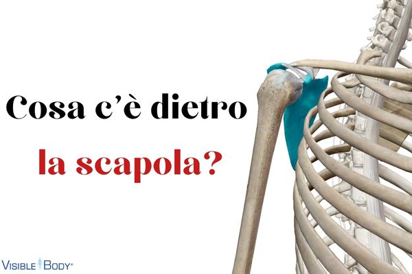 Cosa c'è dietro la scapola