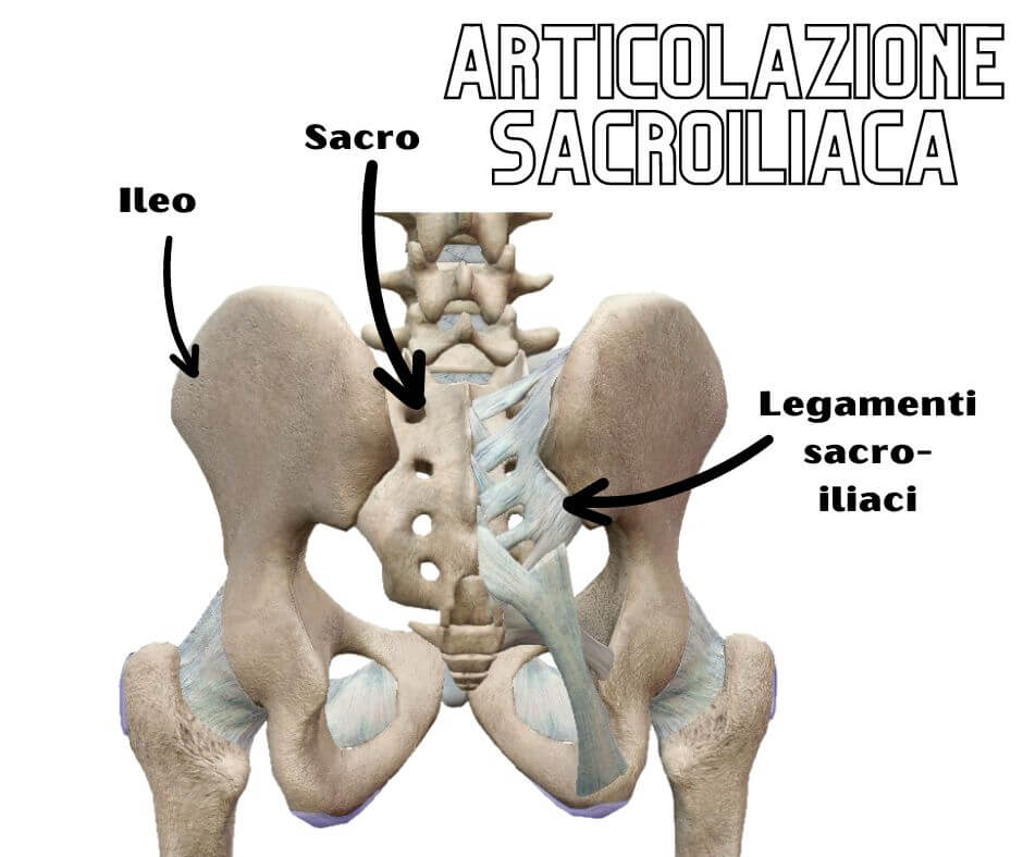 articolazione sacroiliaca con legamenti