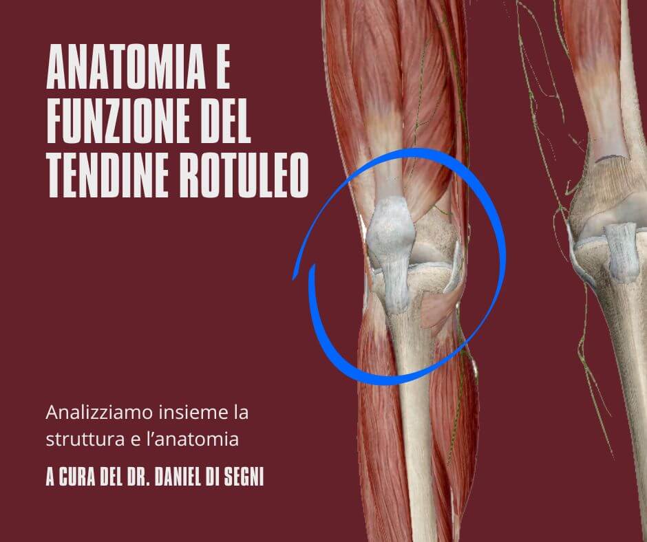 anatomia tendine rotuleo